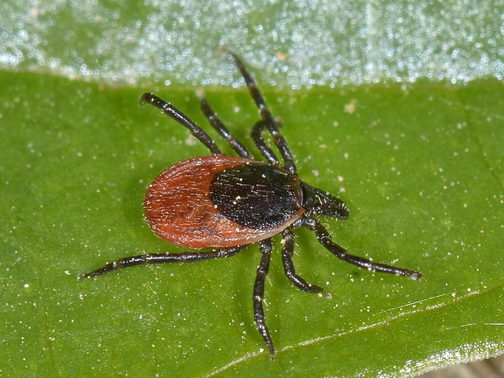 Una zecca sul braccio:  Ixodes cfr. ricinus, femmina